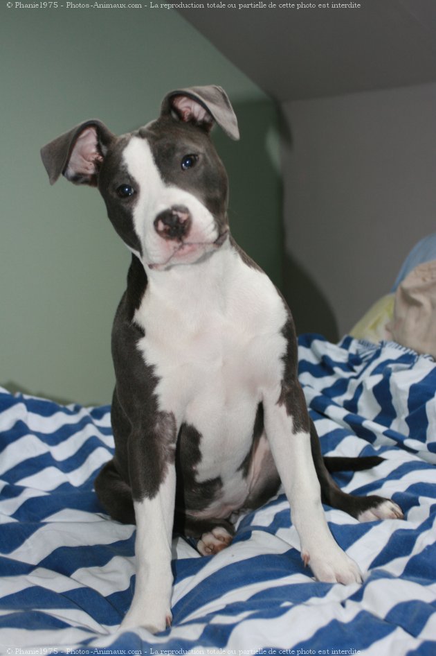 Photo d'American staffordshire terrier