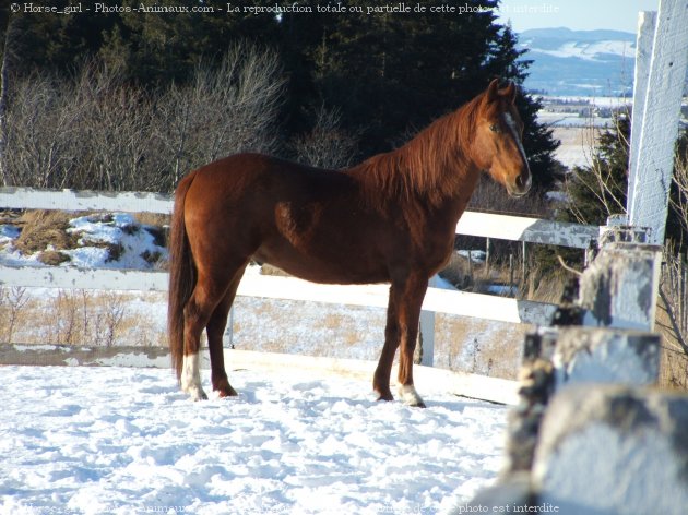 Photo de Quarter horse