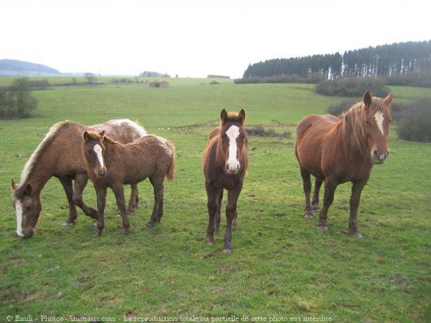 Photo de Races diffrentes