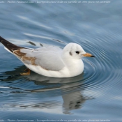 Photo de Mouette