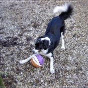 Photo de Border collie