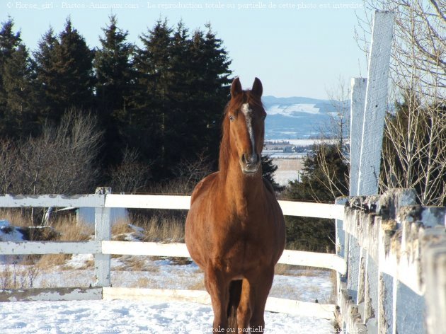 Photo de Quarter horse