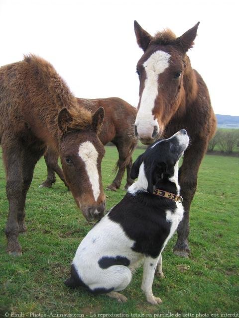 Photo de Races diffrentes