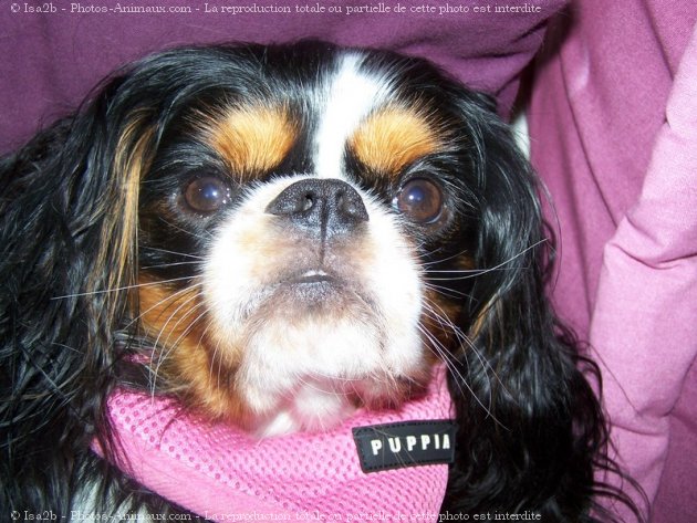 Photo de Cavalier king charles spaniel