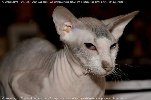 Photo de Peterbald