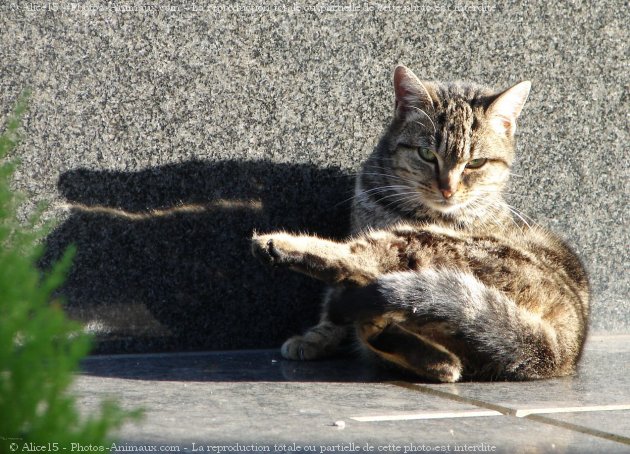 Photo de Chat domestique