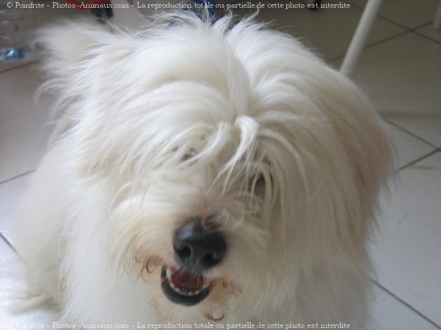 Photo de Coton de tulear