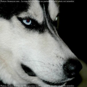 Photo de Husky siberien