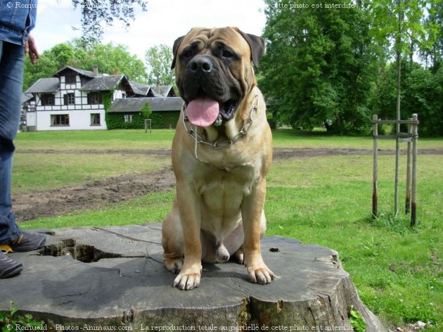 Photo de Bullmastiff