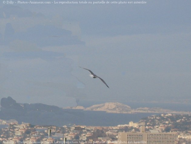 Photo de Mouette