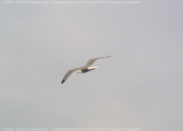 Photo de Mouette