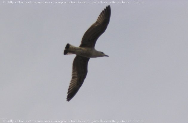 Photo de Mouette