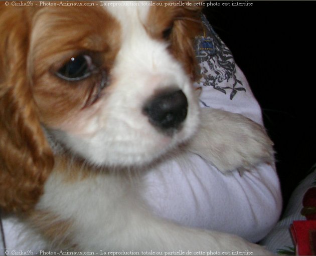 Photo de Cavalier king charles spaniel