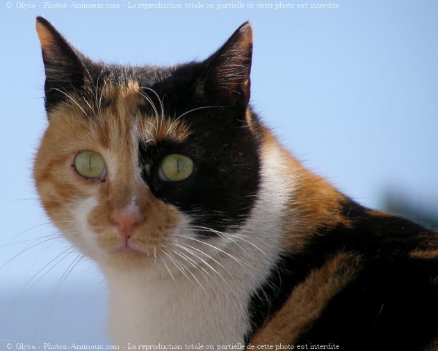 Photo de Chat domestique