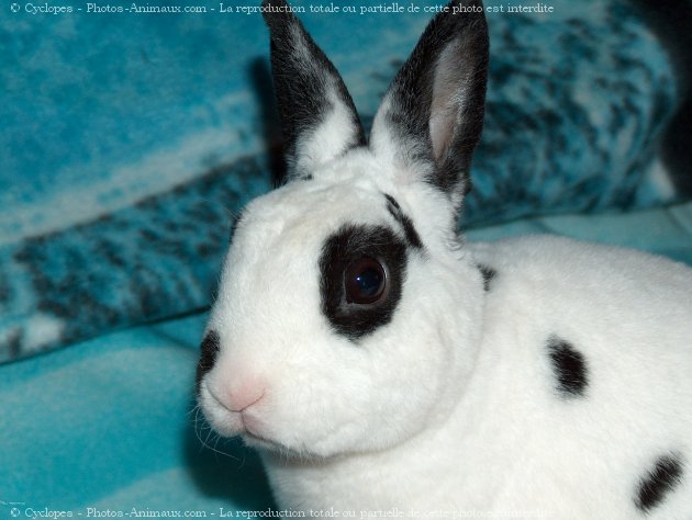 Photo de Lapin