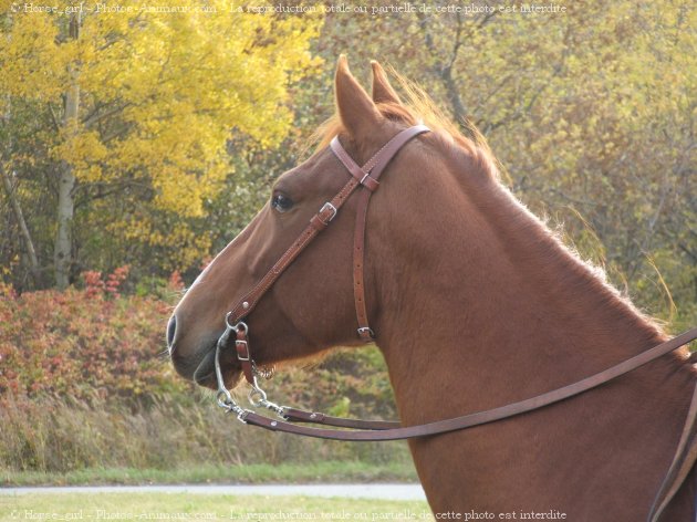 Photo de Quarter horse