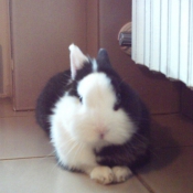 Photo de Lapin