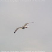 Photo de Mouette