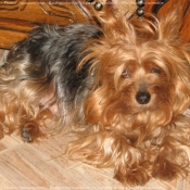 Photo de Yorkshire terrier