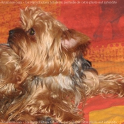 Photo de Yorkshire terrier