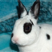 Photo de Lapin