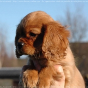 Photo de Cavalier king charles spaniel