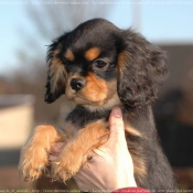 Photo de Cavalier king charles spaniel