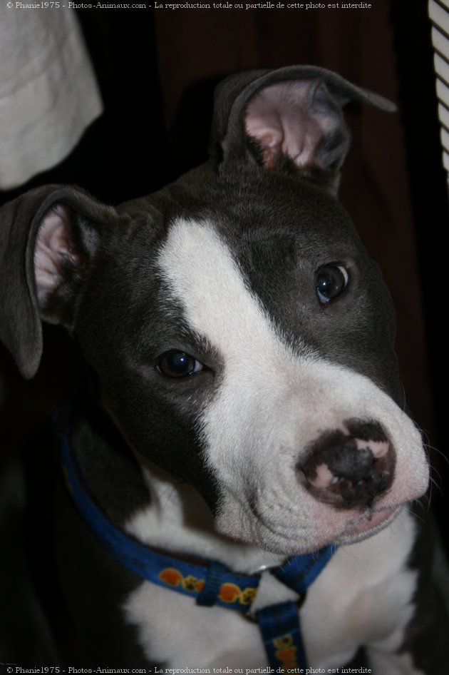 Photo d'American staffordshire terrier