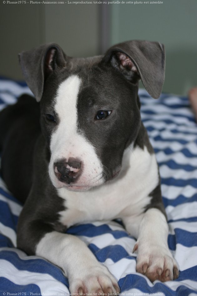 Photo d'American staffordshire terrier