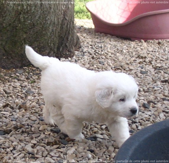 Photo de Chien de berger des tatras