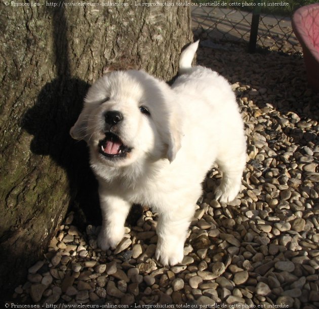 Photo de Chien de berger des tatras