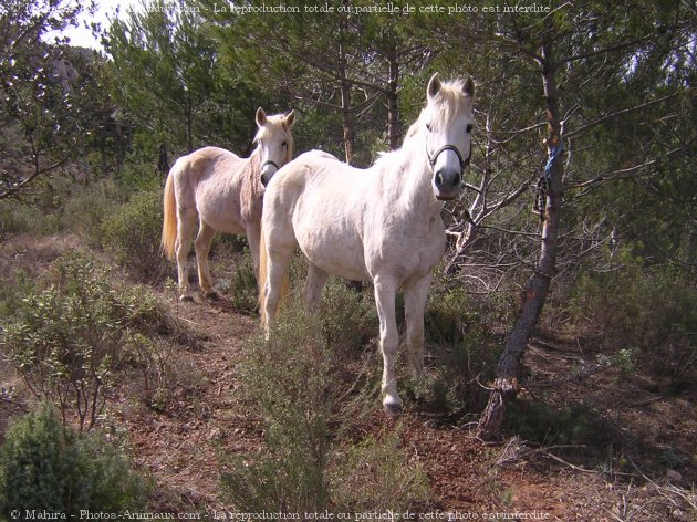 Photo de Races diffrentes