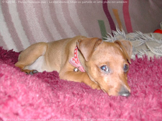 Photo de Pinscher nain