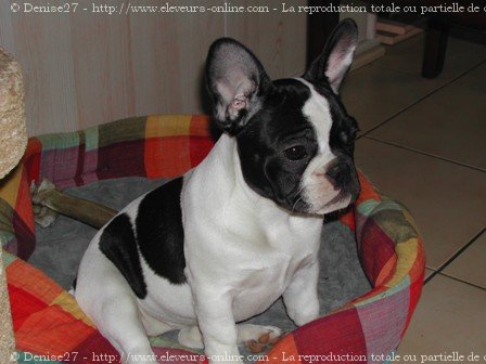 Photo de Bouledogue franais