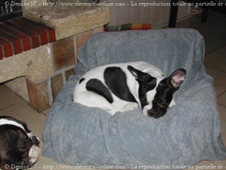 Photo de Bouledogue franais