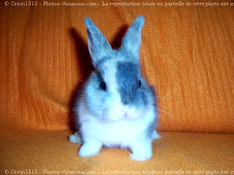 Photo de Lapin