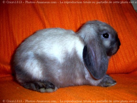 Photo de Lapin