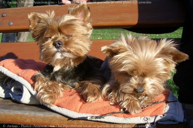 Photo de Yorkshire terrier