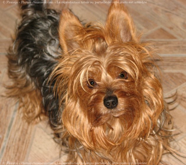 Photo de Yorkshire terrier