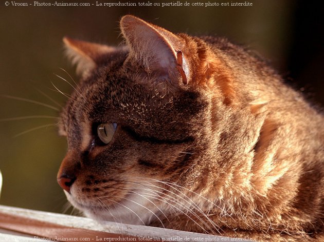 Photo de Chat domestique