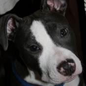 Photo d'American staffordshire terrier