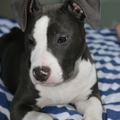 Photo d'American staffordshire terrier