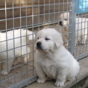 Photo de Chien de berger des tatras