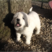 Photo de Chien de berger des tatras