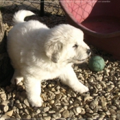 Photo de Chien de berger des tatras