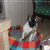 Photo de Bouledogue franais