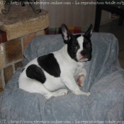 Photo de Bouledogue franais