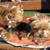 Photo de Yorkshire terrier