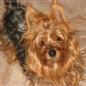 Photo de Yorkshire terrier