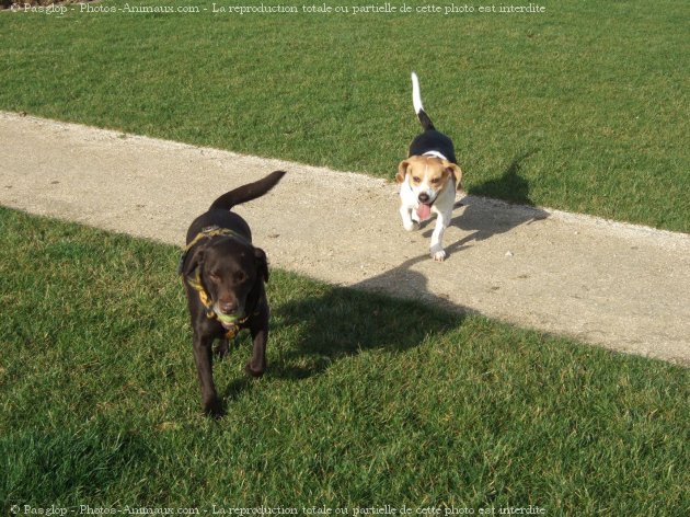 Photo de Labrador retriever